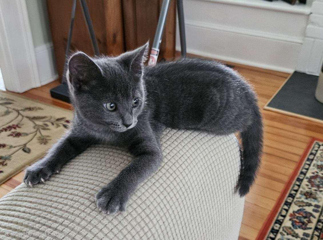 Stormy, a Adoptable Domestic Short Hair in Bethel , CT image 3/4