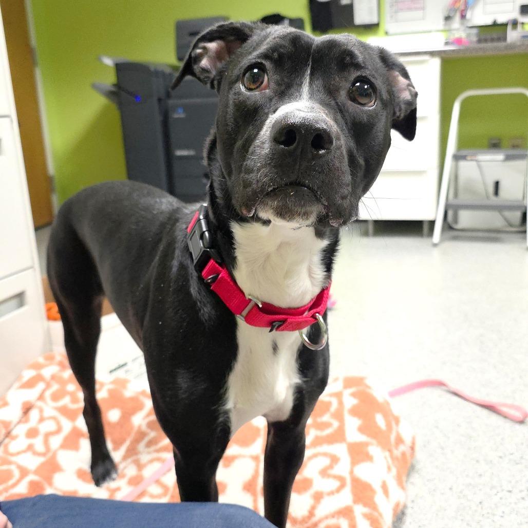 Enlarge Willow, a Adoptable Pit Bull Terrier in Michigan City, IN image 1/6
