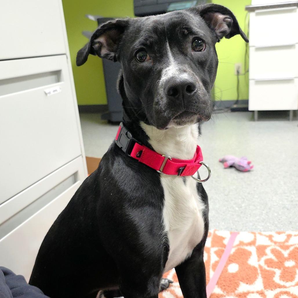 Enlarge Willow, a Adoptable Pit Bull Terrier in Michigan City, IN image 2/6