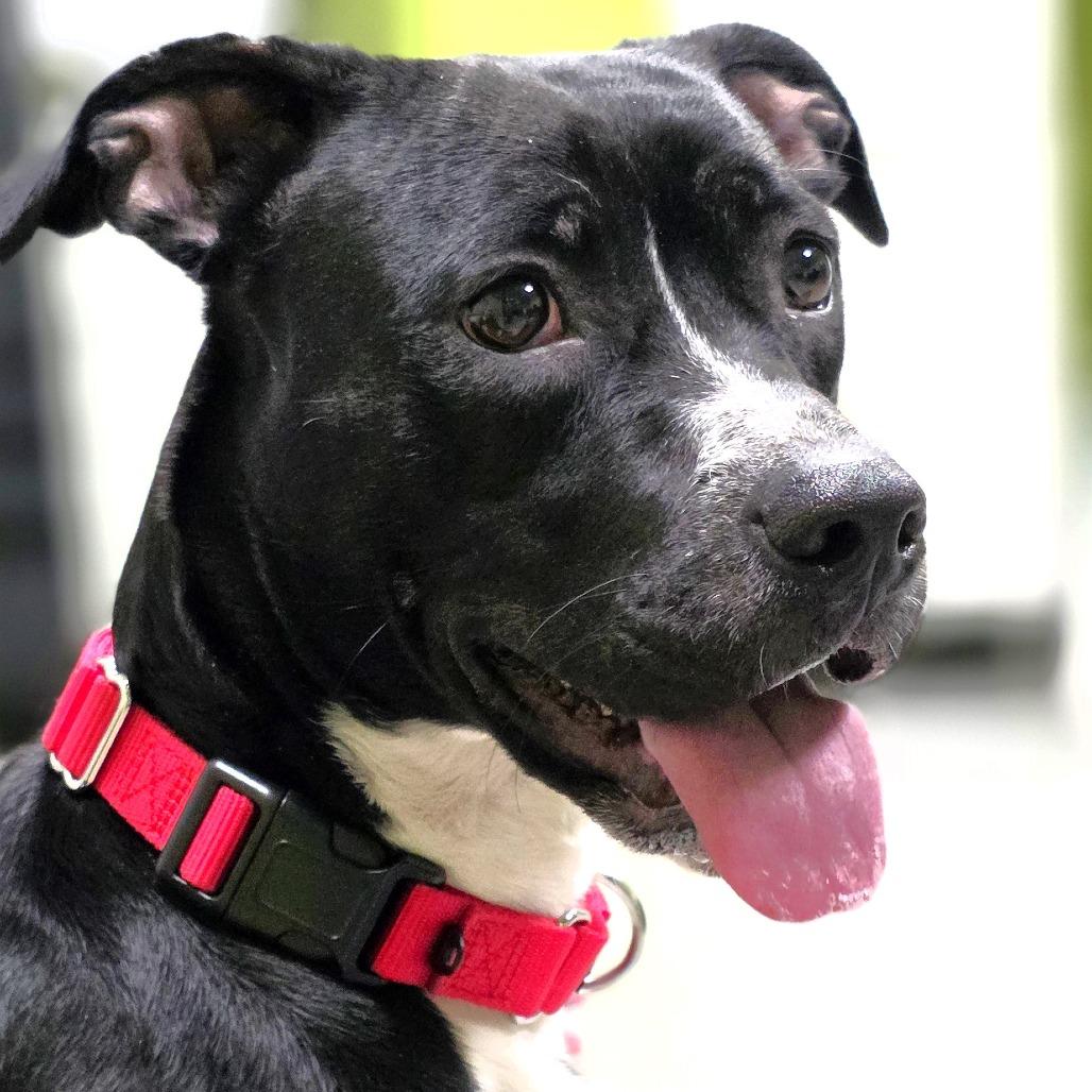 Enlarge Willow, a Adoptable Pit Bull Terrier in Michigan City, IN image 3/6