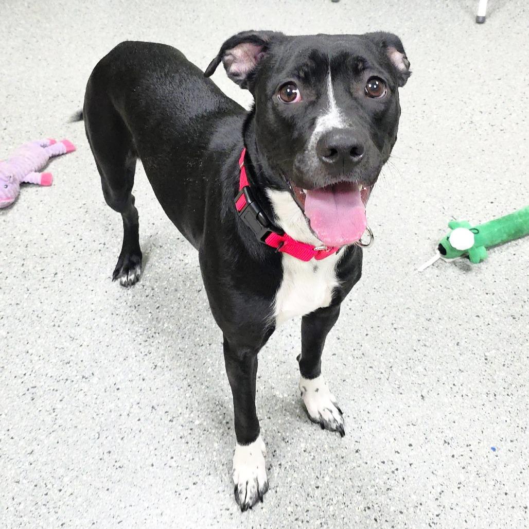 Enlarge Willow, a Adoptable Pit Bull Terrier in Michigan City, IN image 4/6