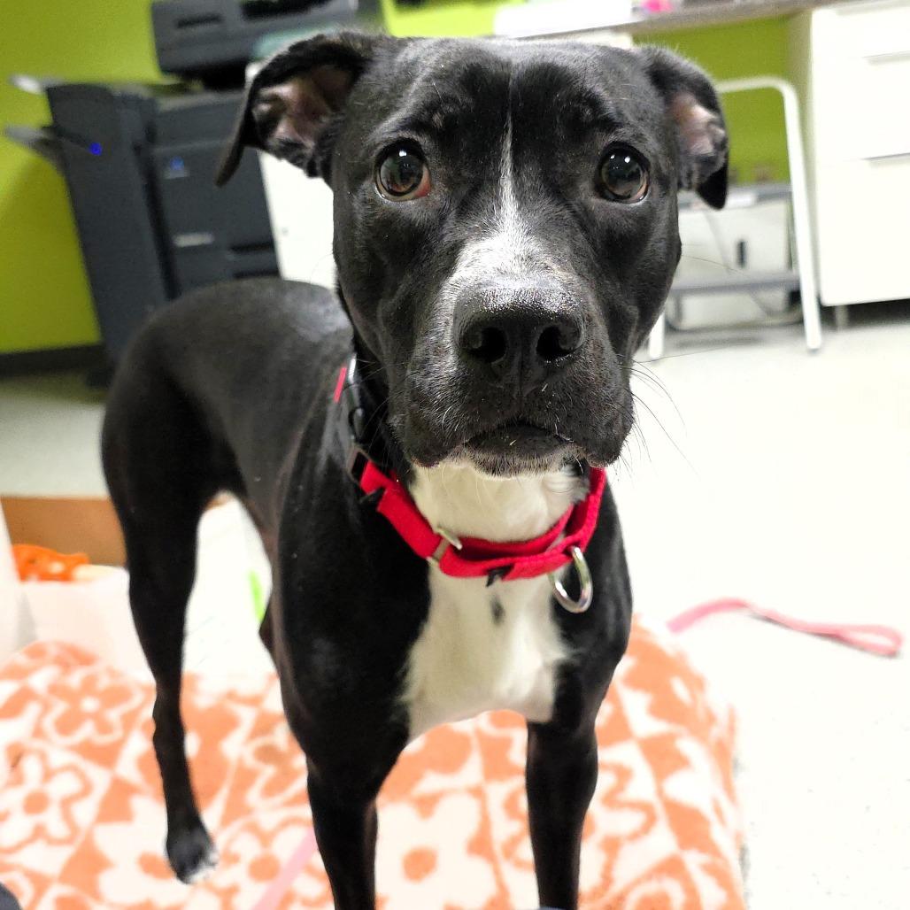 Enlarge Willow, a Adoptable Pit Bull Terrier in Michigan City, IN image 5/6