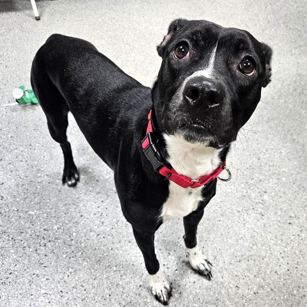 Enlarge Willow, a Adoptable Pit Bull Terrier in Michigan City, IN image 6/6