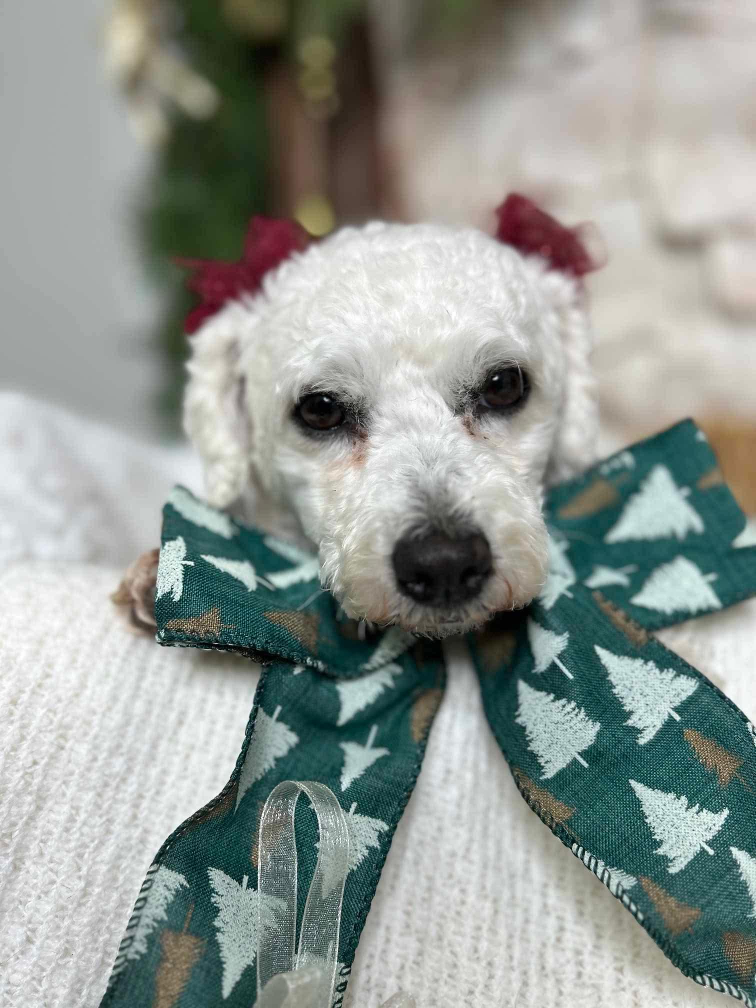 Enlarge Snowball, a Adopted Bichon Frise in Richmond, KY image 1/6
