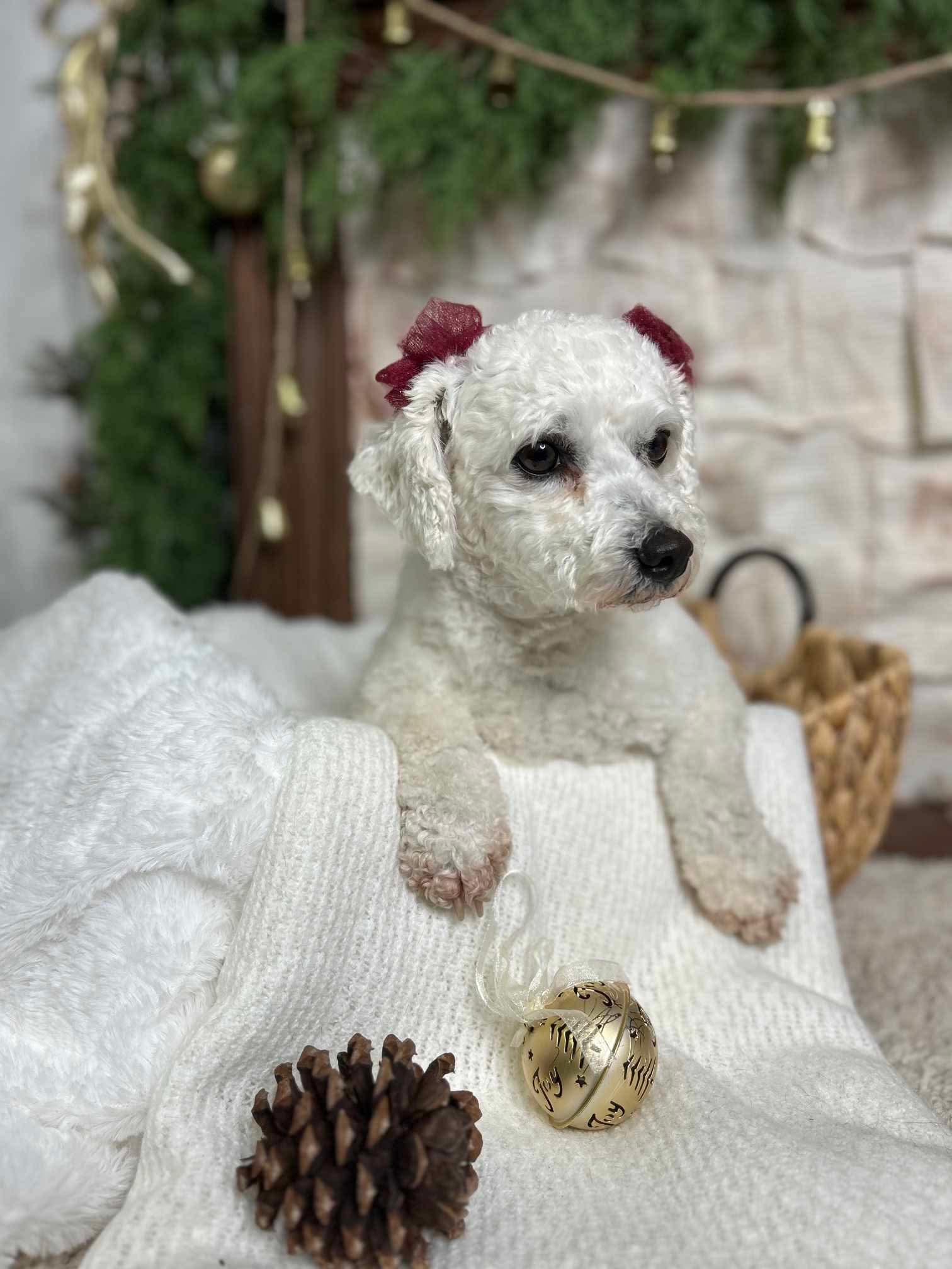 Enlarge Snowball, a Adopted Bichon Frise in Richmond, KY image 2/6