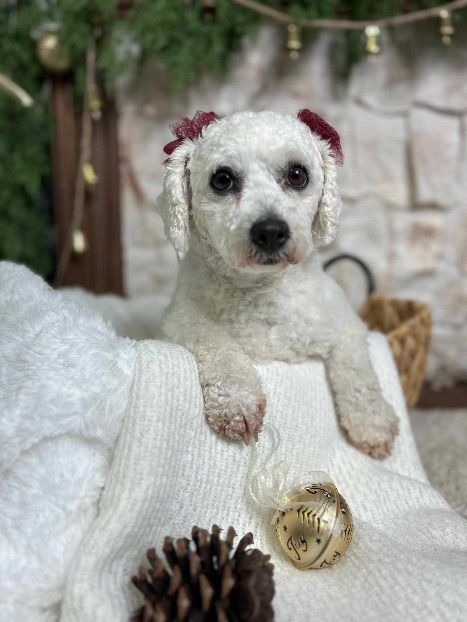 Enlarge Snowball, a Adopted Bichon Frise in Richmond, KY image 3/6