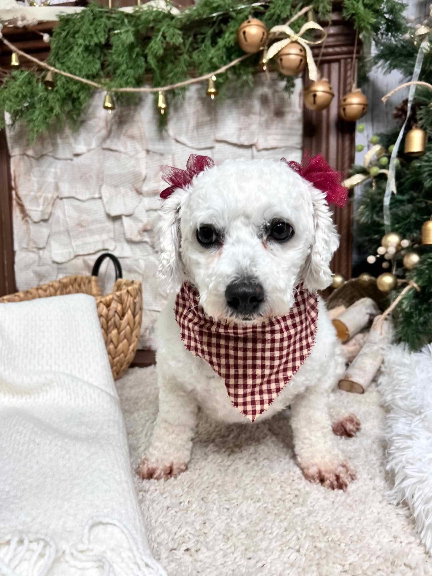 Enlarge Snowball, a Adopted Bichon Frise in Richmond, KY image 4/6