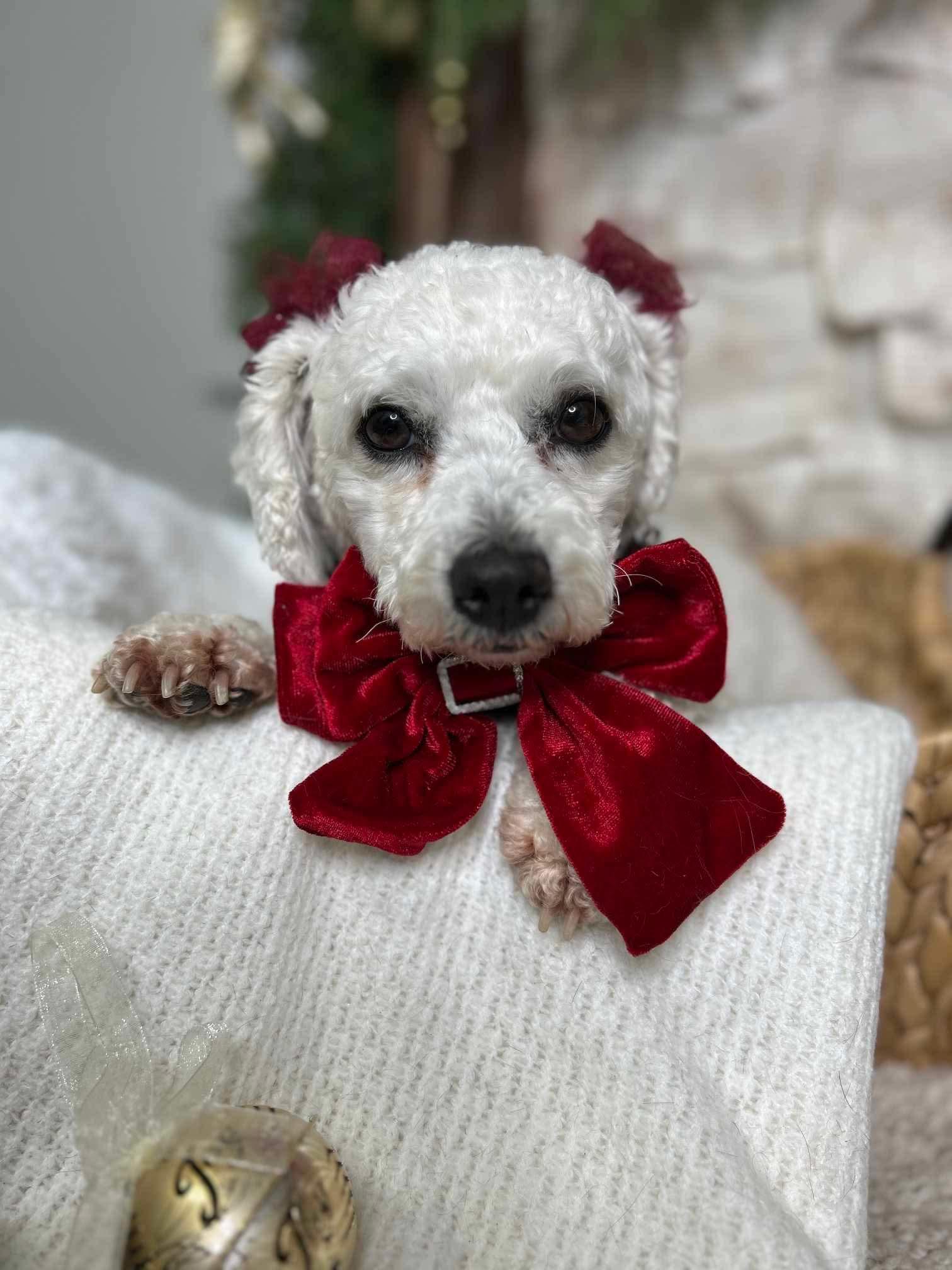 Enlarge Snowball, a Adopted Bichon Frise in Richmond, KY image 5/6