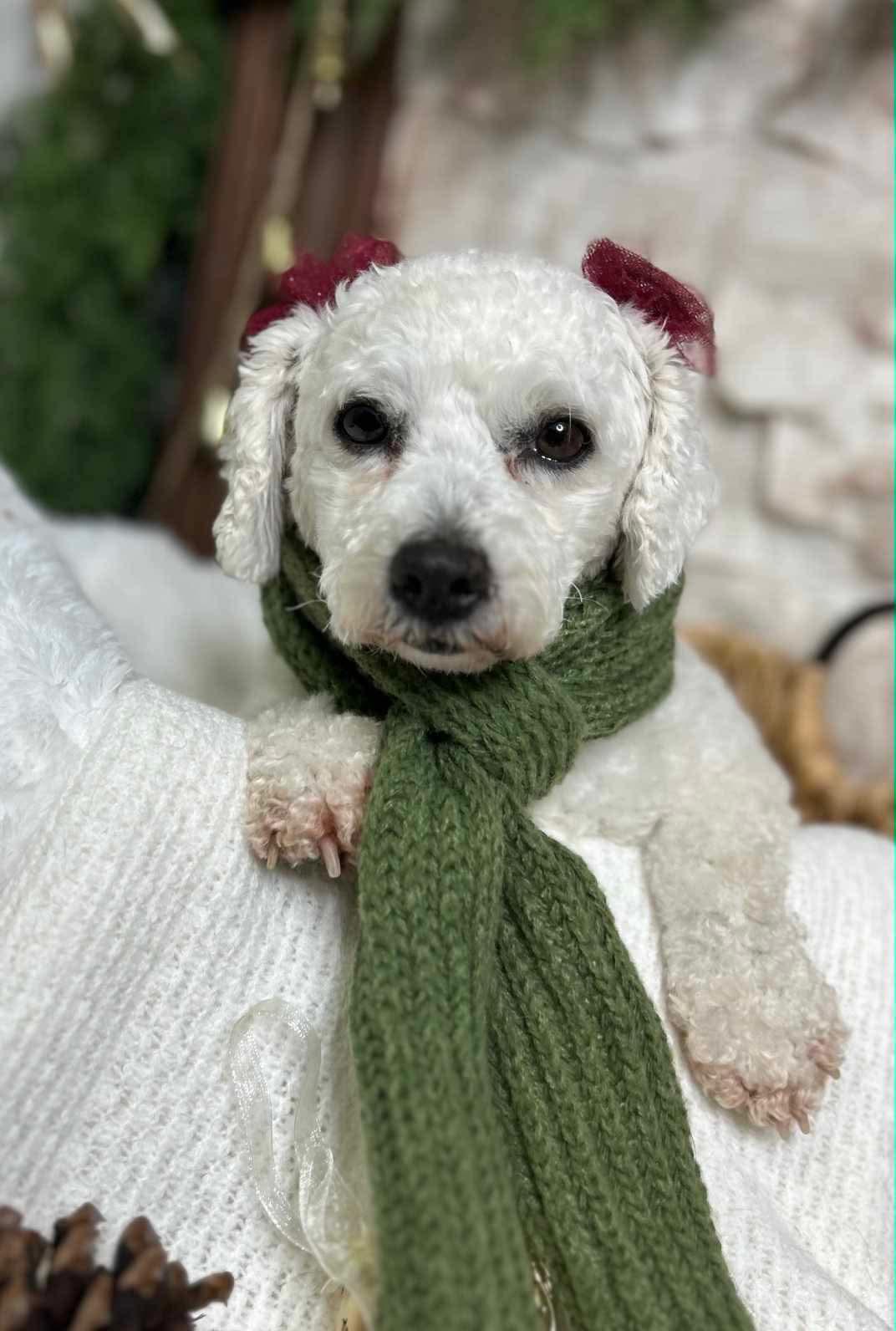Enlarge Snowball, a Adopted Bichon Frise in Richmond, KY image 6/6
