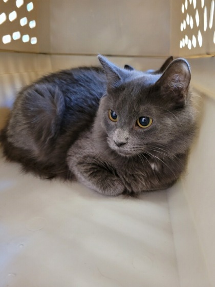 Jennipurr, an adopted Domestic Short Hair Mix in Sacramento, CA_image-1
