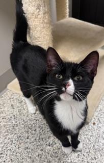 Enlarge Hoops, a ADOPTABLE Domestic Short Hair in Liberty, MO image 2/2