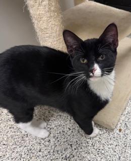 Enlarge Hoops, a ADOPTABLE Domestic Short Hair in Liberty, MO image 1/2