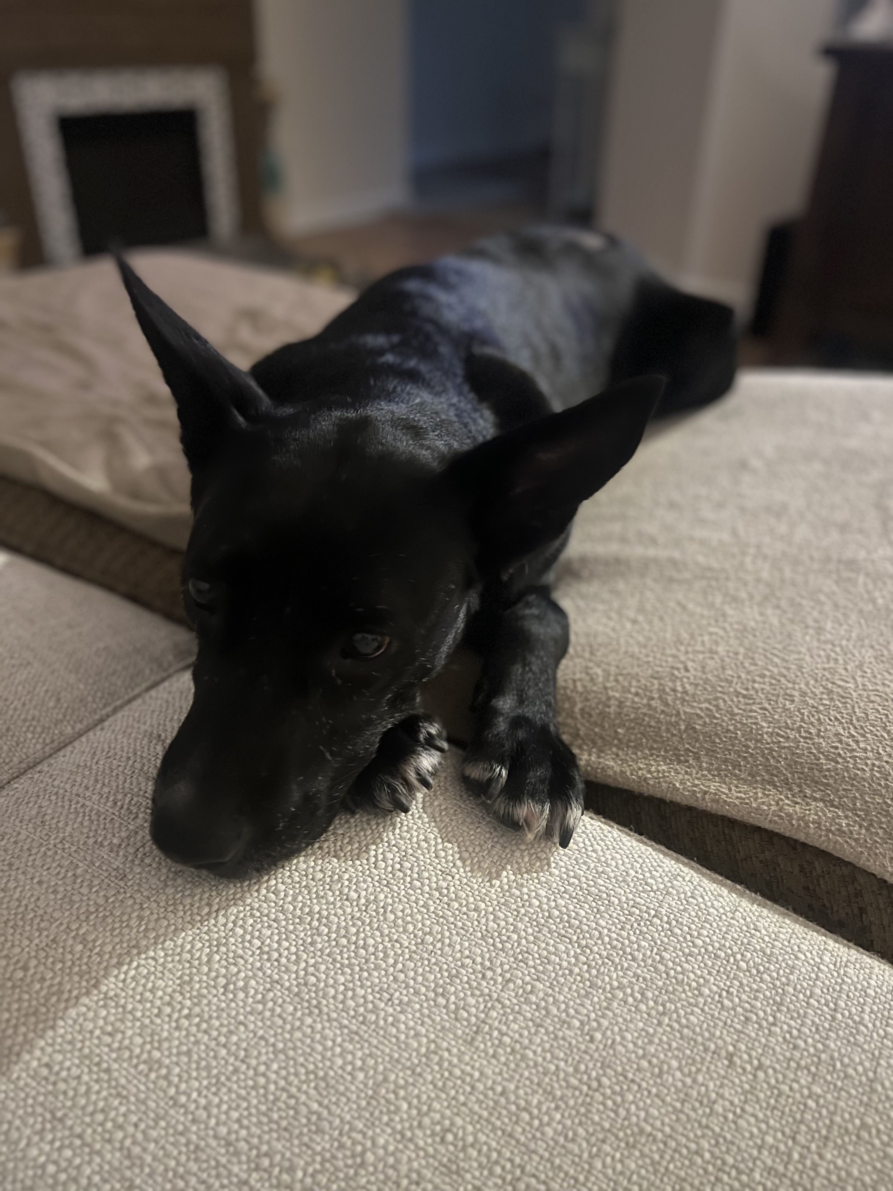 Dog for adoption Adele, a Black Labrador Retriever Mix in Charlotte