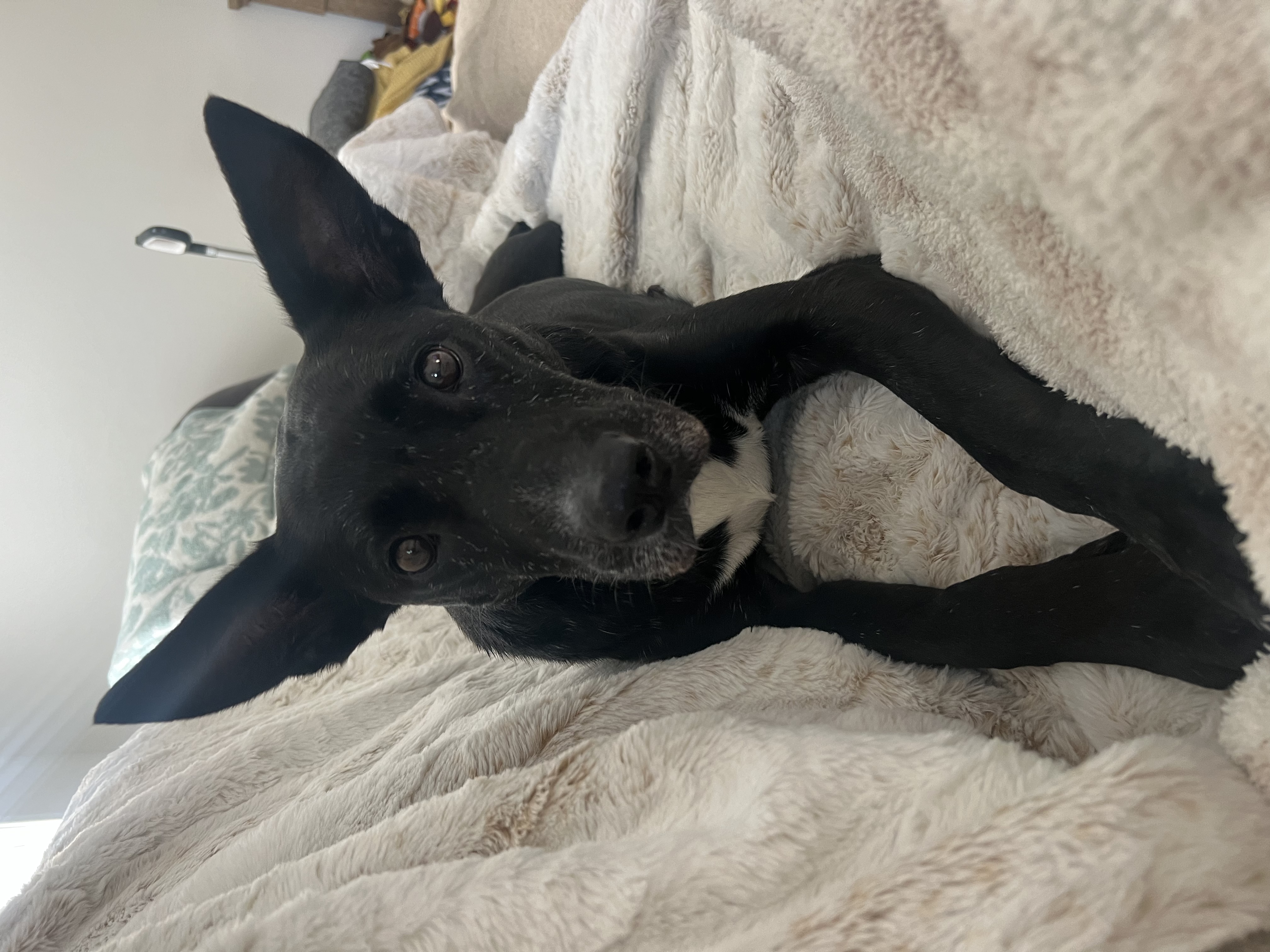 Dog for adoption Adele, a Black Labrador Retriever Mix in Charlotte