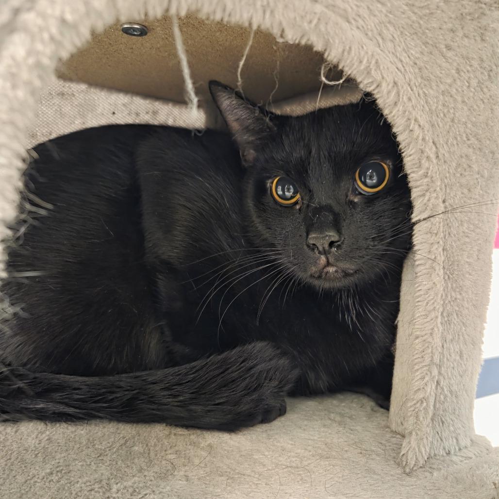 Enlarge Cole, a Adoptable Domestic Medium Hair in Hinsdale, IL image 1/1