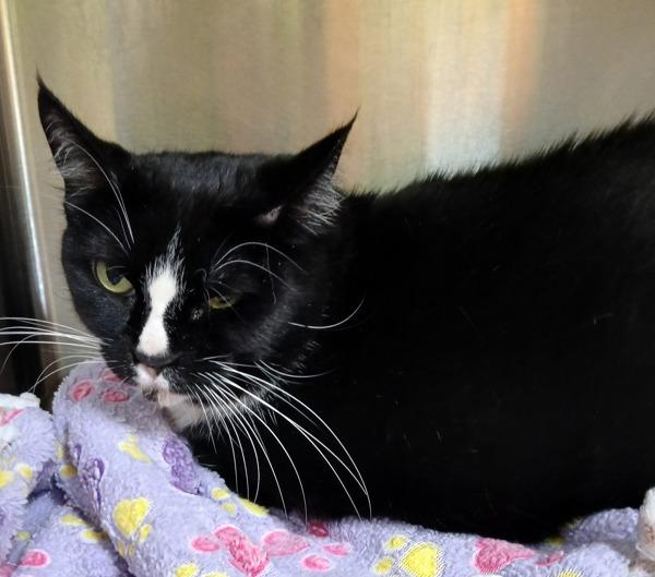 Enlarge Kitty, a Adoptable mixed breed in Sioux City, IA image 1/1