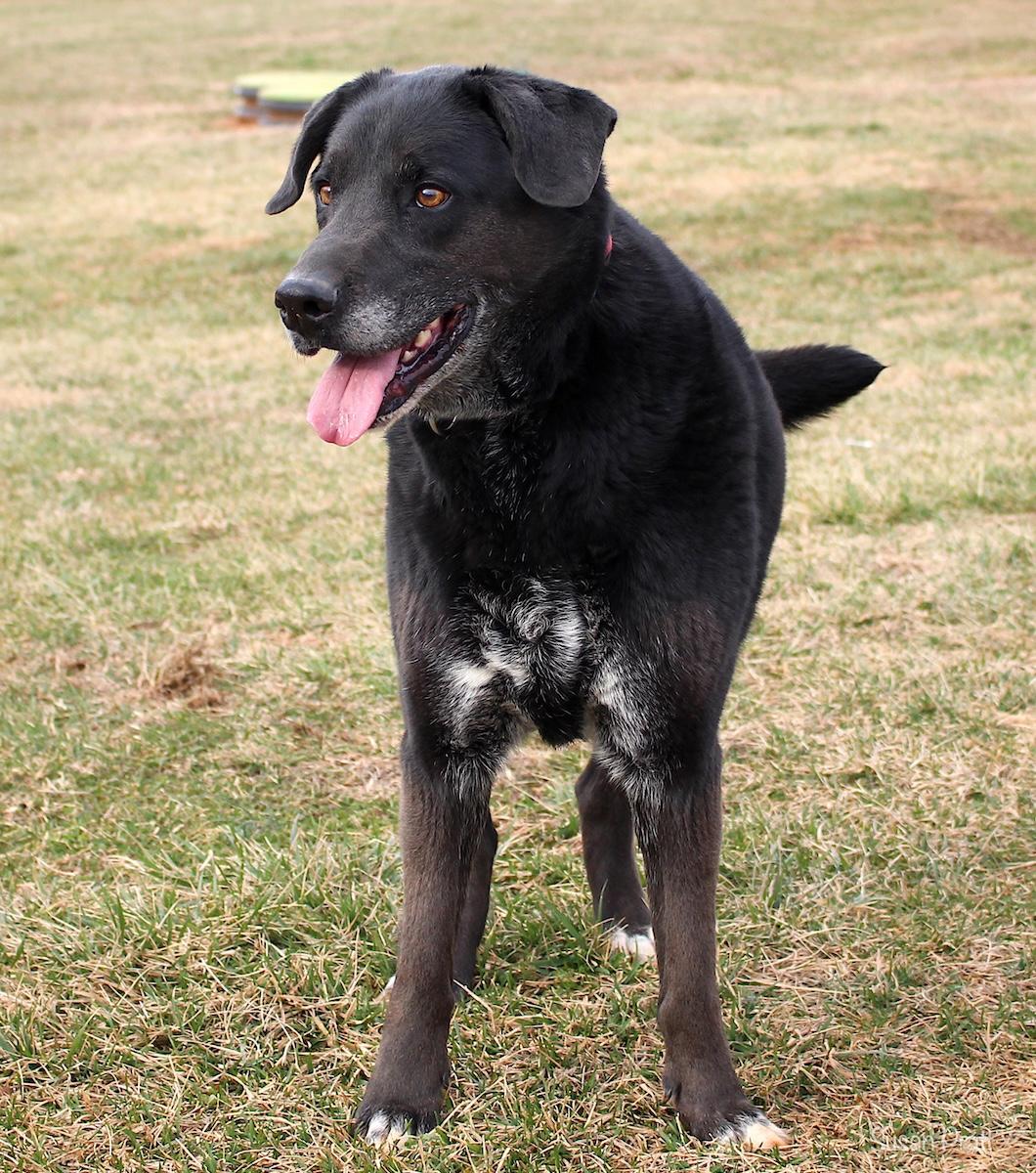 Enlarge Dusty, a ADOPTABLE mixed breed in Bedford, VA image 3/3
