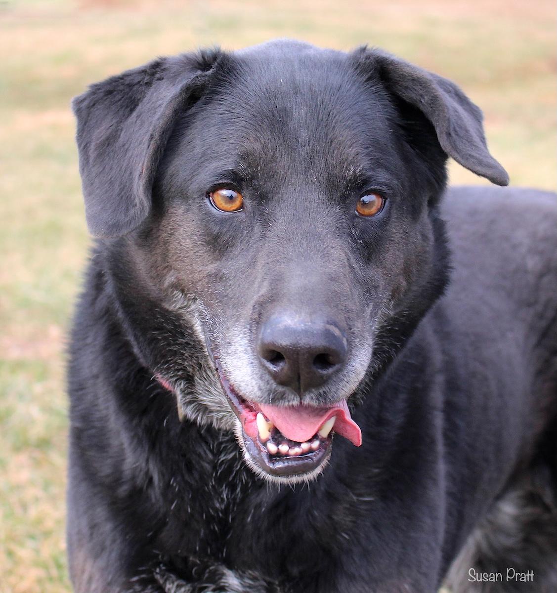 Dusty, ADOPTABLE, Senior Male Labrador Retriever.