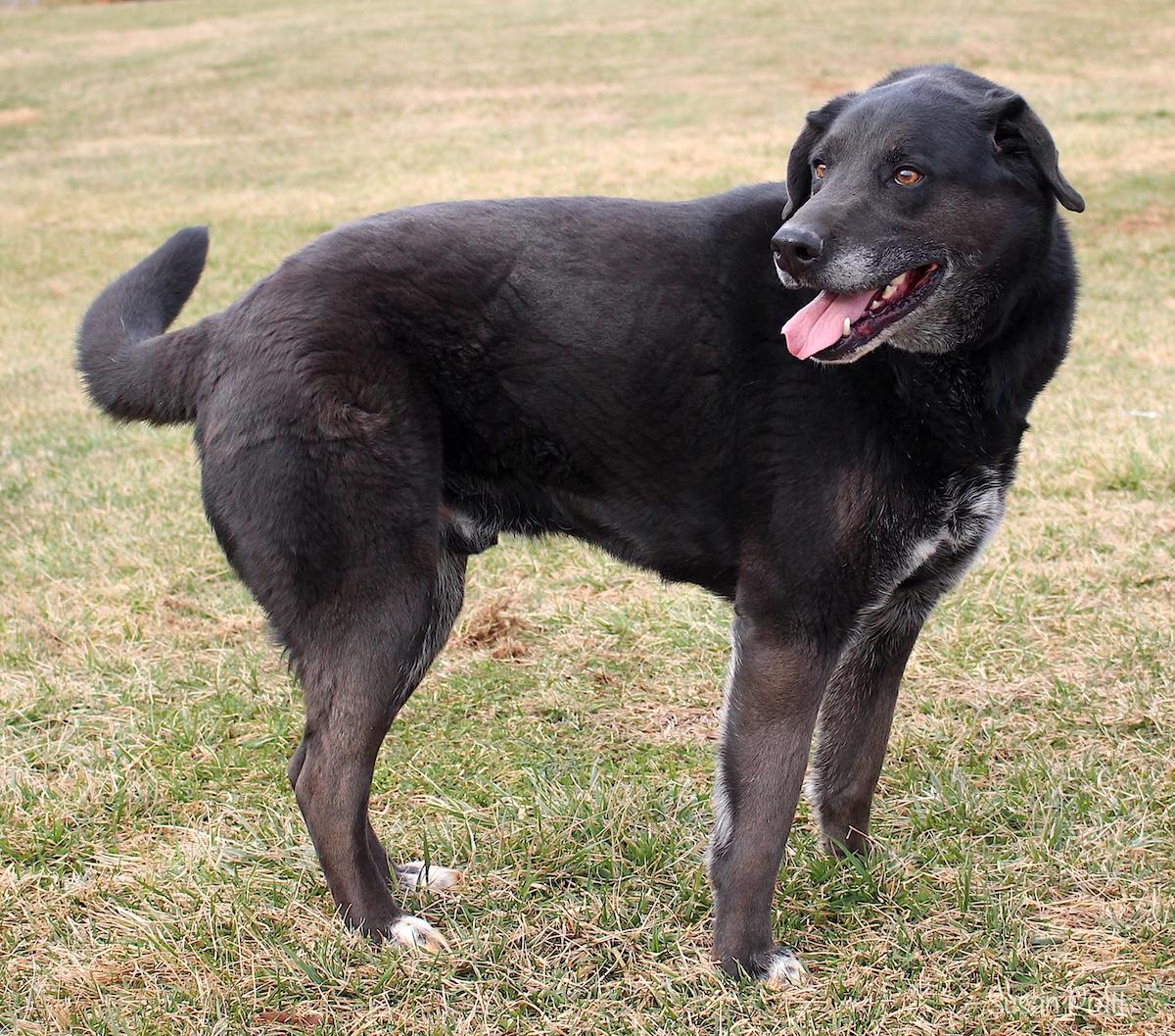 Enlarge Dusty, a ADOPTABLE mixed breed in Bedford, VA image 2/3