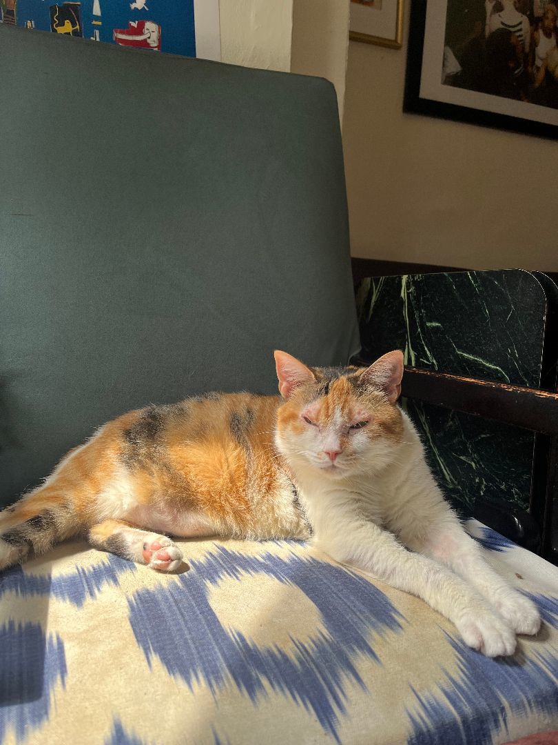 Sweet Potato, Adoptable, Adult Female Calico.