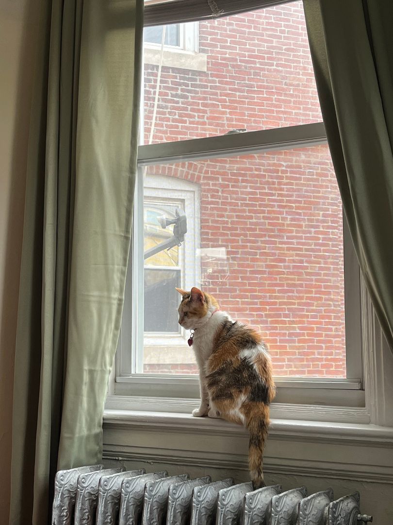 Sweet Potato, a Adoptable Calico in Philadelphia, PA image 2/12