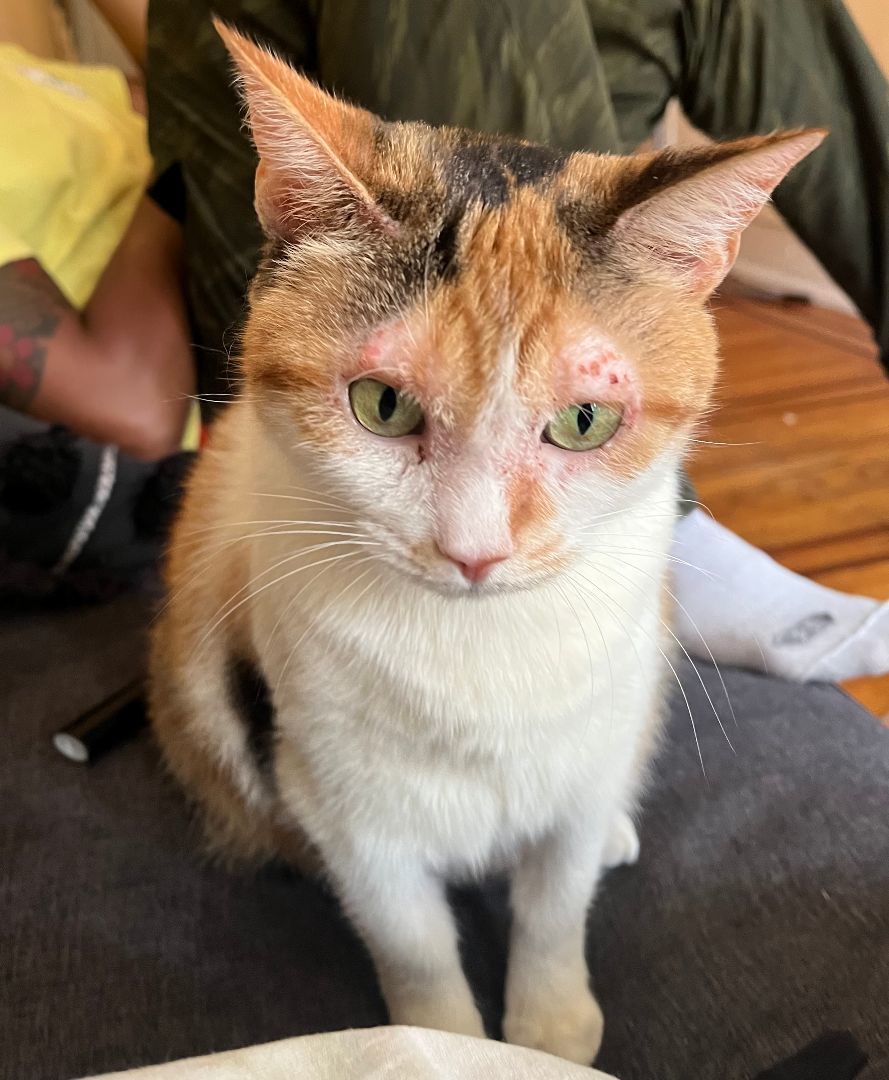 Sweet Potato, a Adoptable Calico in Philadelphia, PA image 3/12