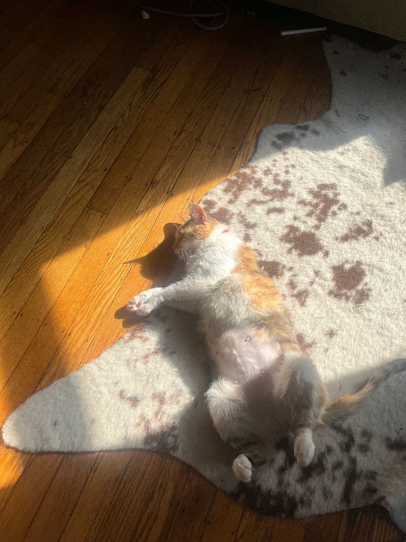 Sweet Potato thumbnail 5