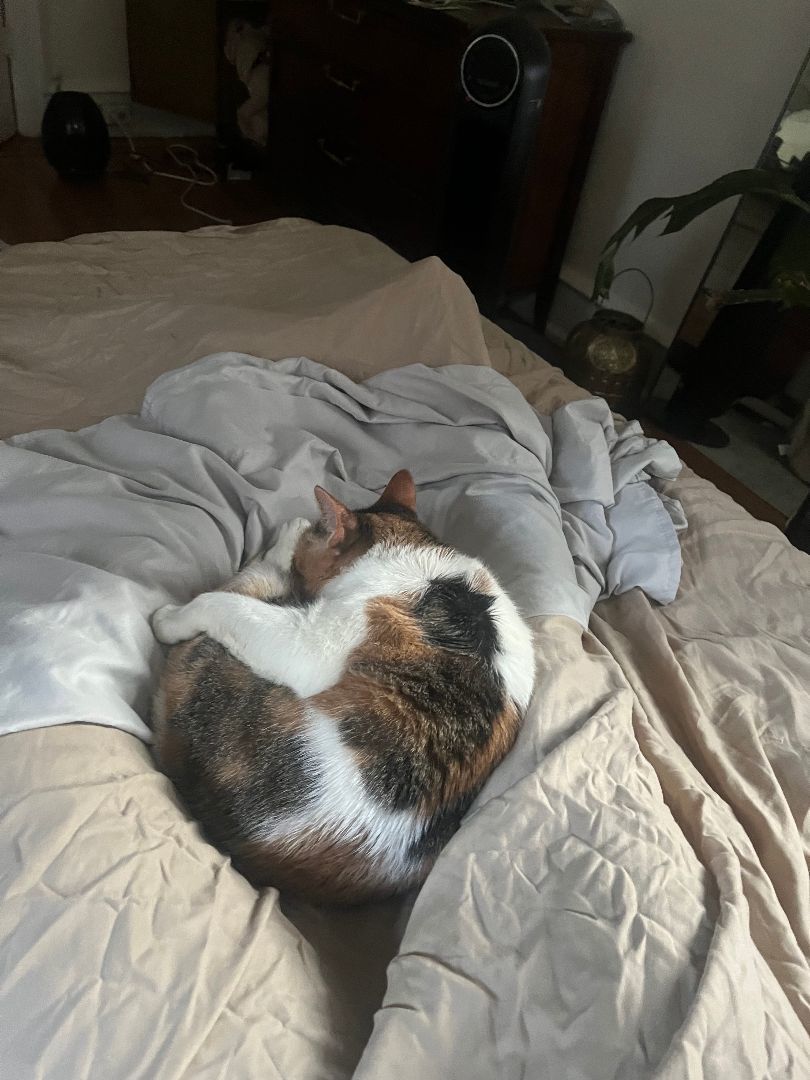 Sweet Potato, a Adoptable Calico in Philadelphia, PA image 6/12