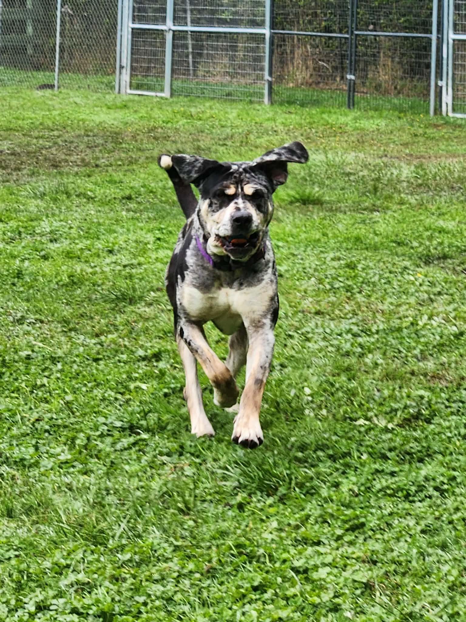 Enlarge Kingston, a Adoptable mixed breed in Crescent city, CA image 4/6