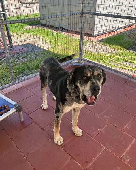Enlarge Kingston, a Adoptable mixed breed in Crescent city, CA image 6/6