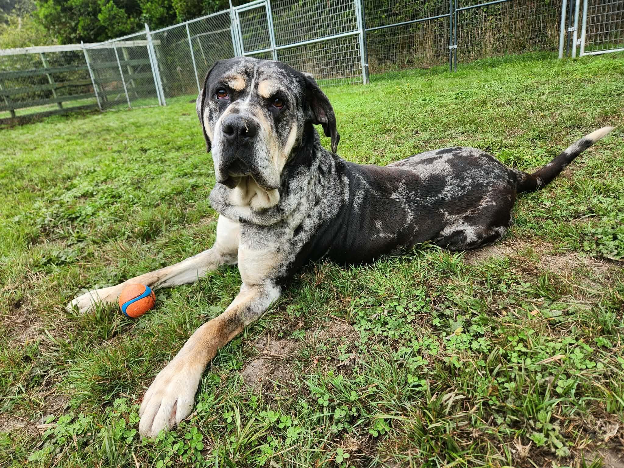 Enlarge Kingston, a Adoptable mixed breed in Crescent city, CA image 3/6