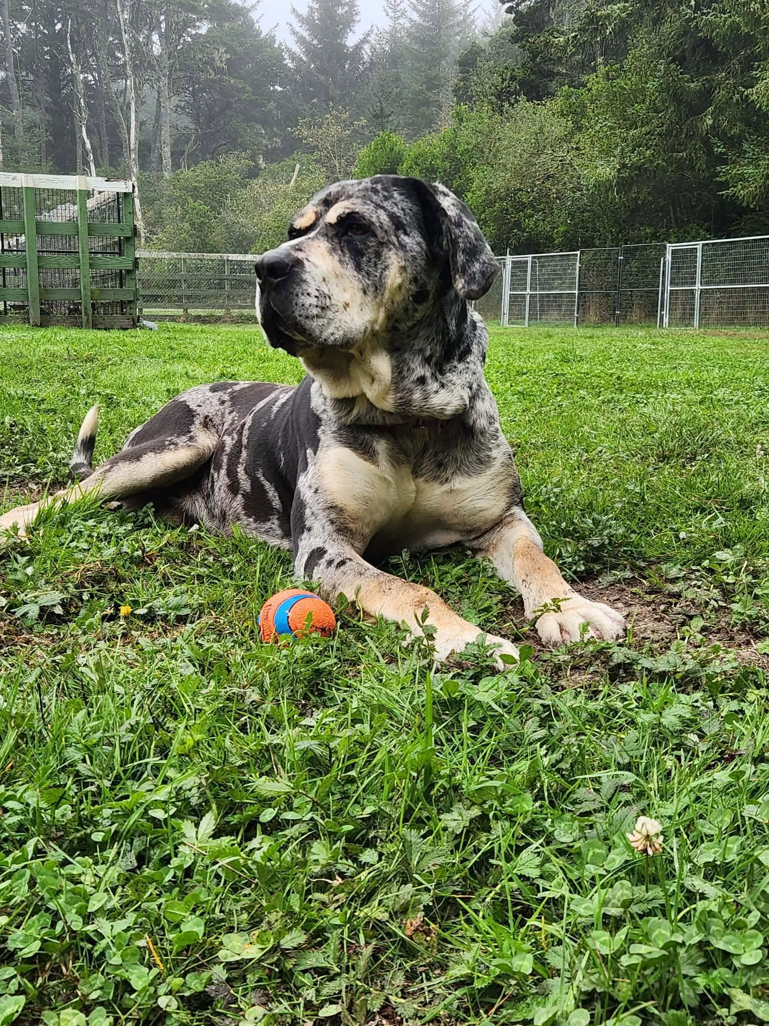 Enlarge Kingston, a Adoptable mixed breed in Crescent city, CA image 2/6
