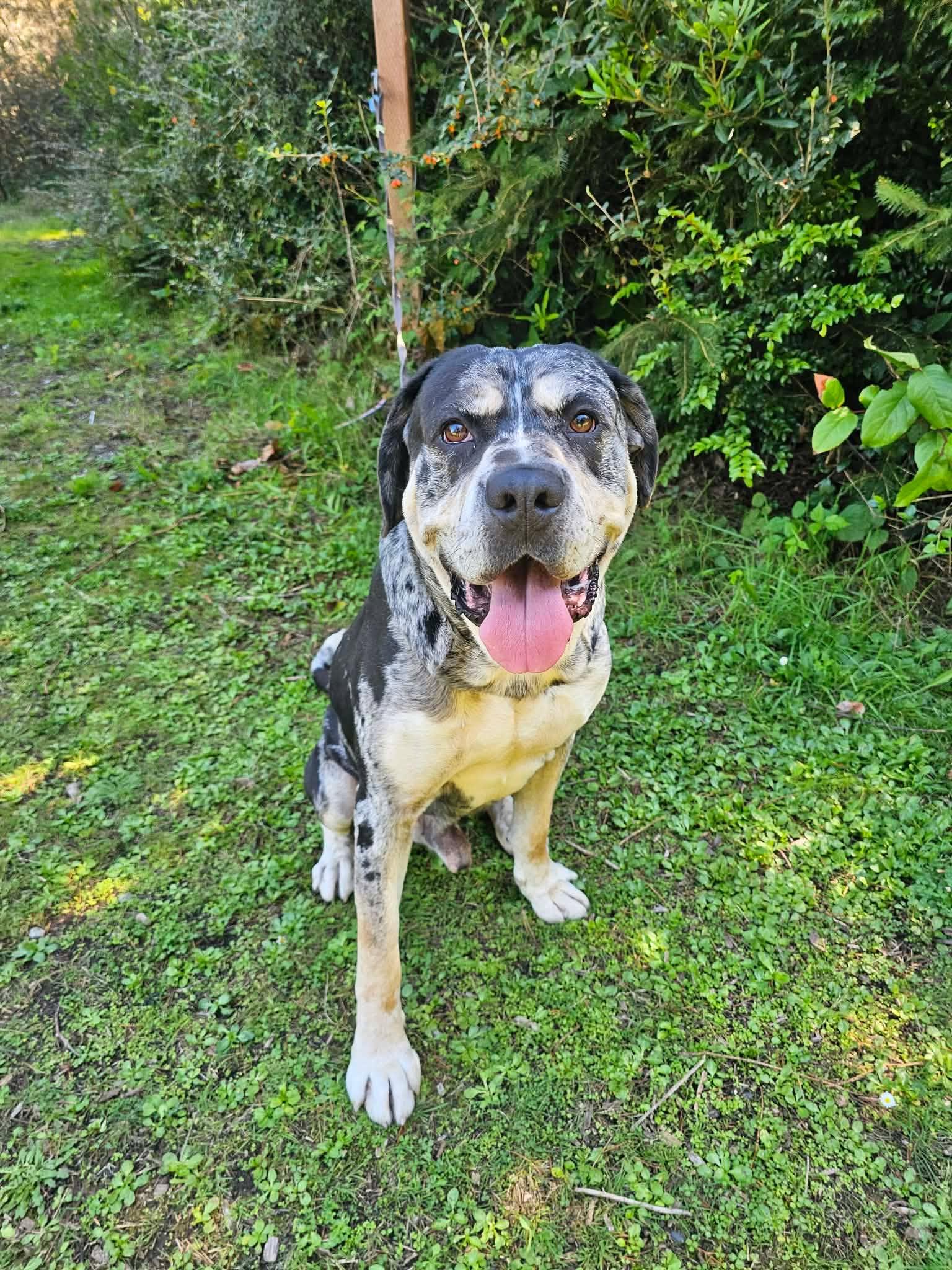 Kingston, Adoptable, Adult Male Catahoula Leopard Dog & Cane Corso.