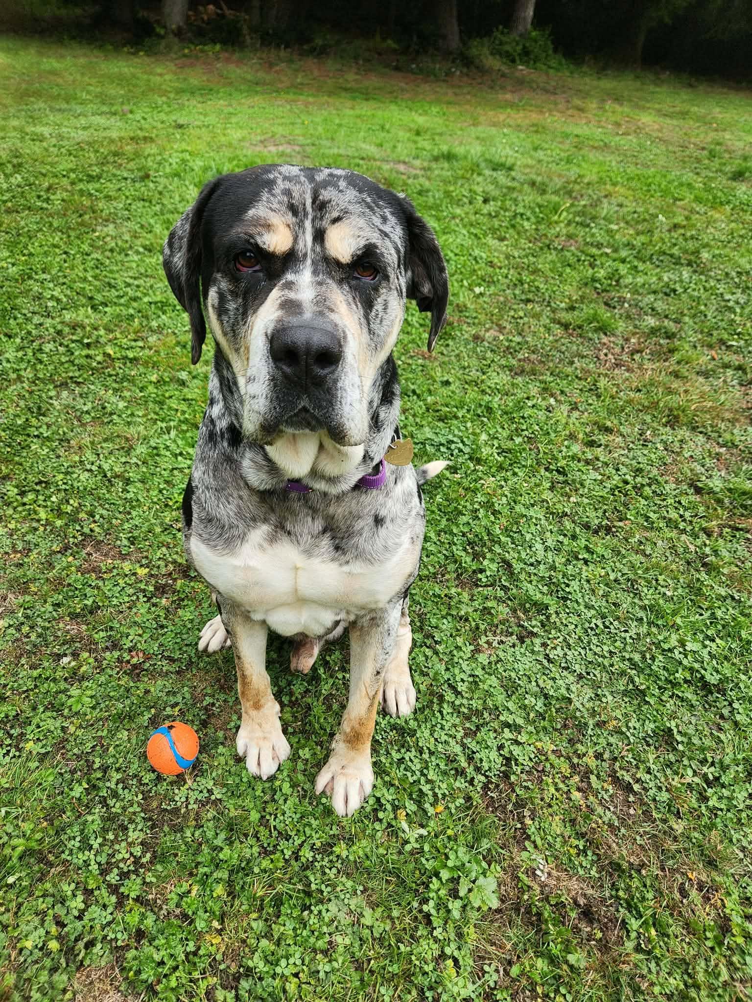 Enlarge Kingston, a Adoptable mixed breed in Crescent city, CA image 5/6