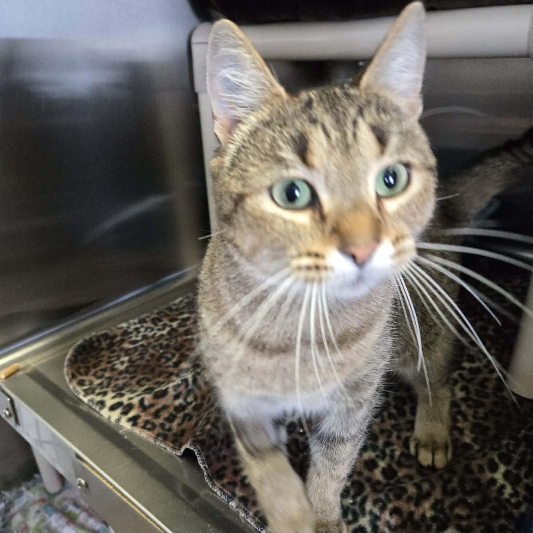 Etta, ADOPTABLE, Adult Female Domestic Short Hair.