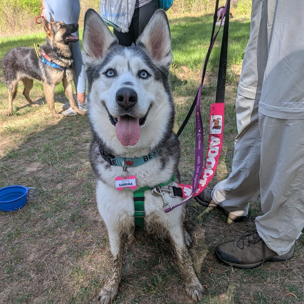 Sabrina, Adoptable, Adult Female Siberian Husky.
