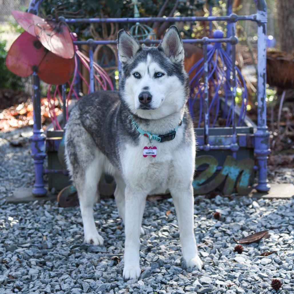Sabrina, Adoptable, Adult Female Siberian Husky.