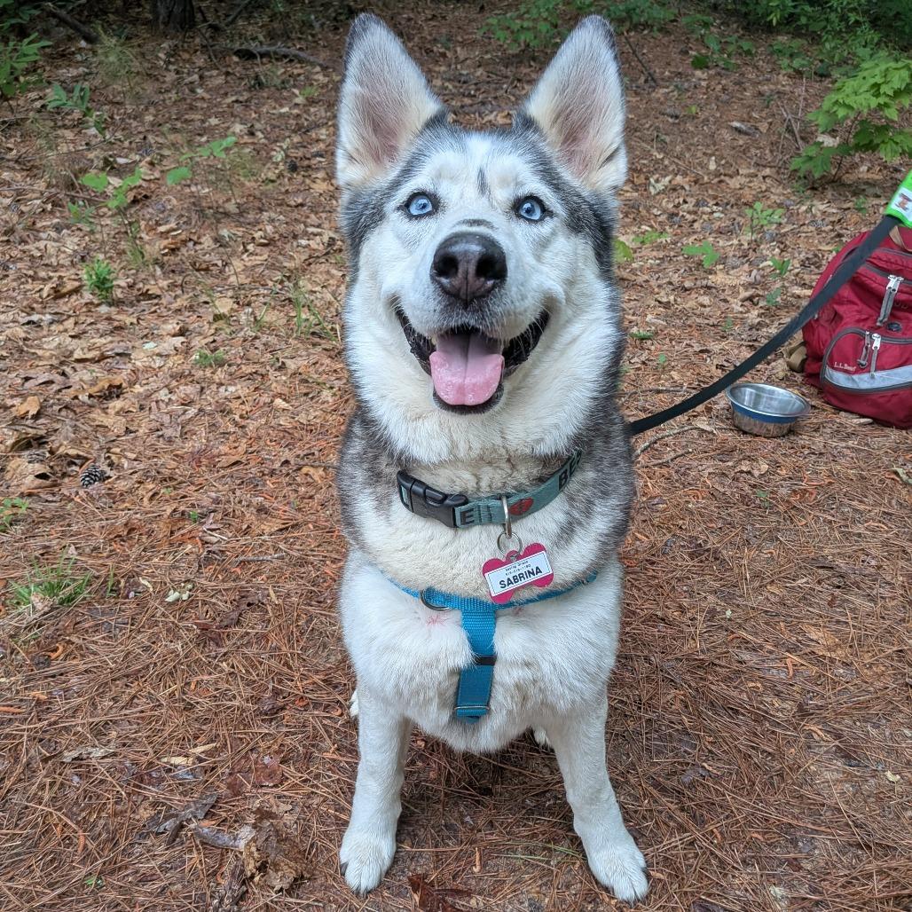 Enlarge Sabrina, a Adoptable Siberian Husky in Wake Forest, NC image 2/6