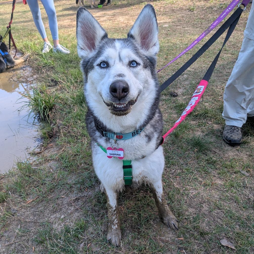 Enlarge Sabrina, a Adoptable Siberian Husky in Wake Forest, NC image 2/6