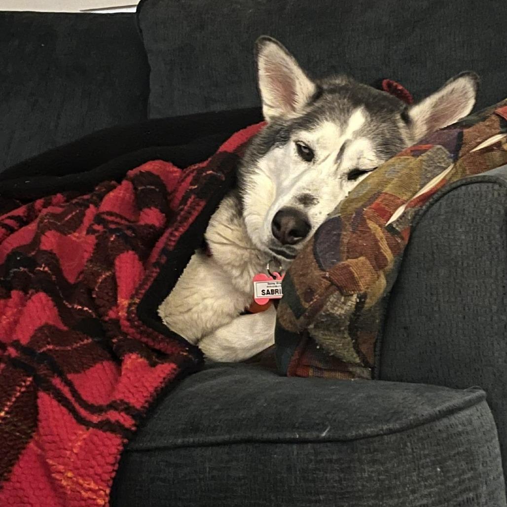 Enlarge Sabrina, a Adoptable Siberian Husky in Wake Forest, NC image 3/6