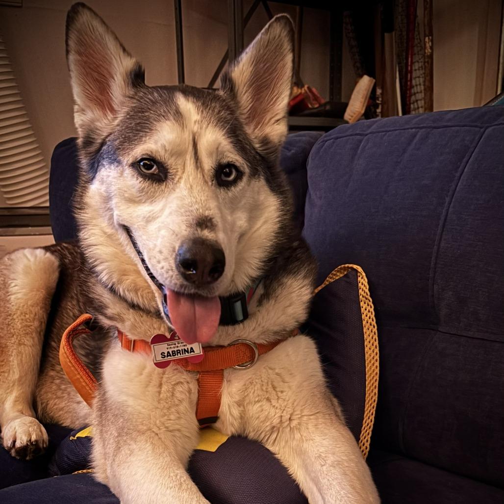 Enlarge Sabrina, a Adoptable Siberian Husky in Wake Forest, NC image 4/6