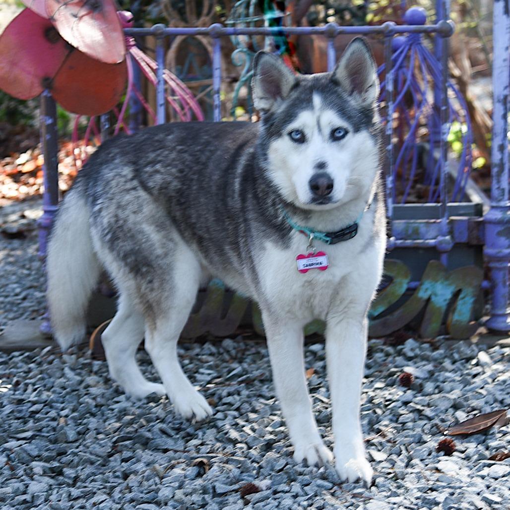 Enlarge Sabrina, a Adoptable Siberian Husky in Wake Forest, NC image 6/6