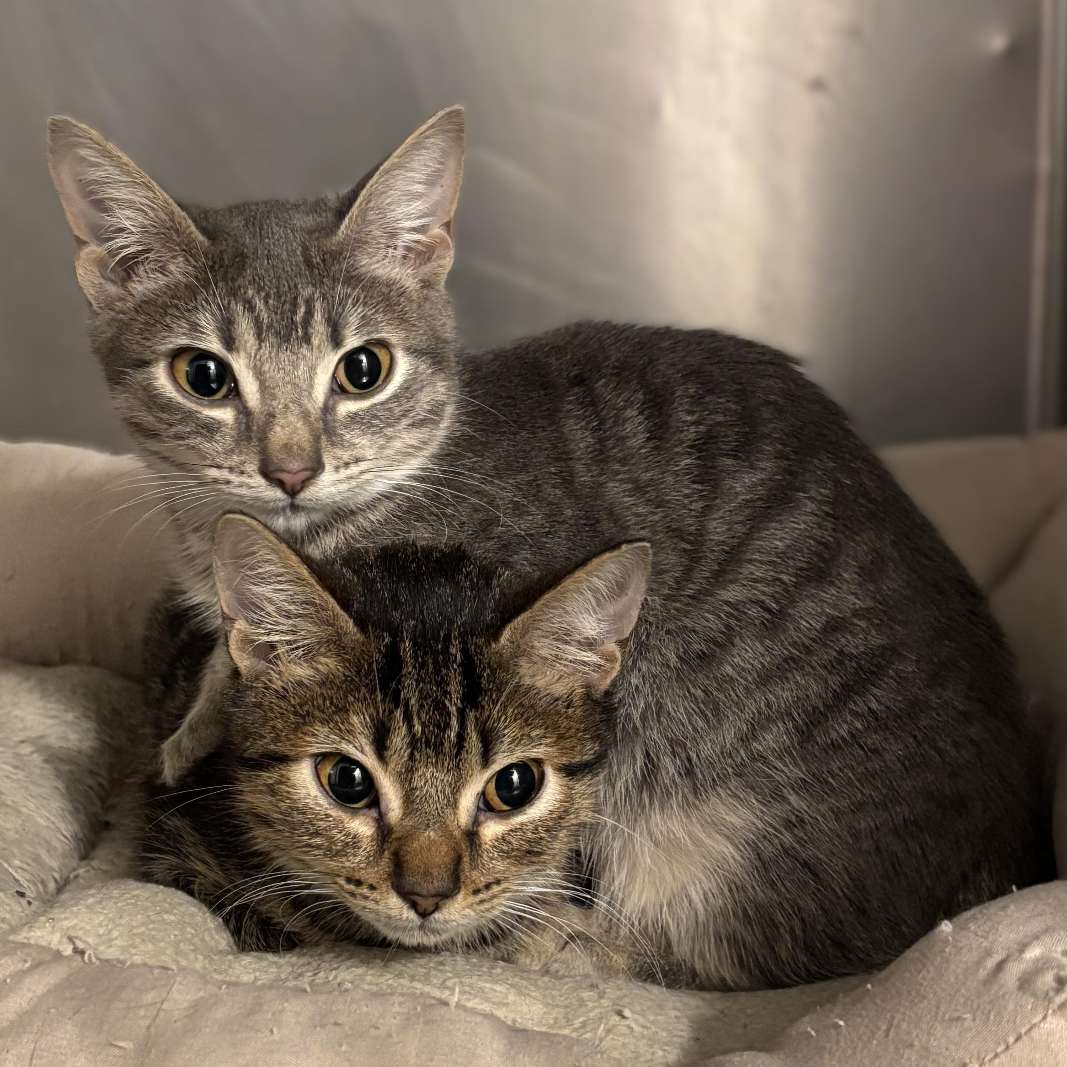 Enlarge Fred and Velma -- VISIT AT VETERINARY MEDICAL CENTER, a Adoptable Domestic Short Hair in Alpharetta, GA image 3/3