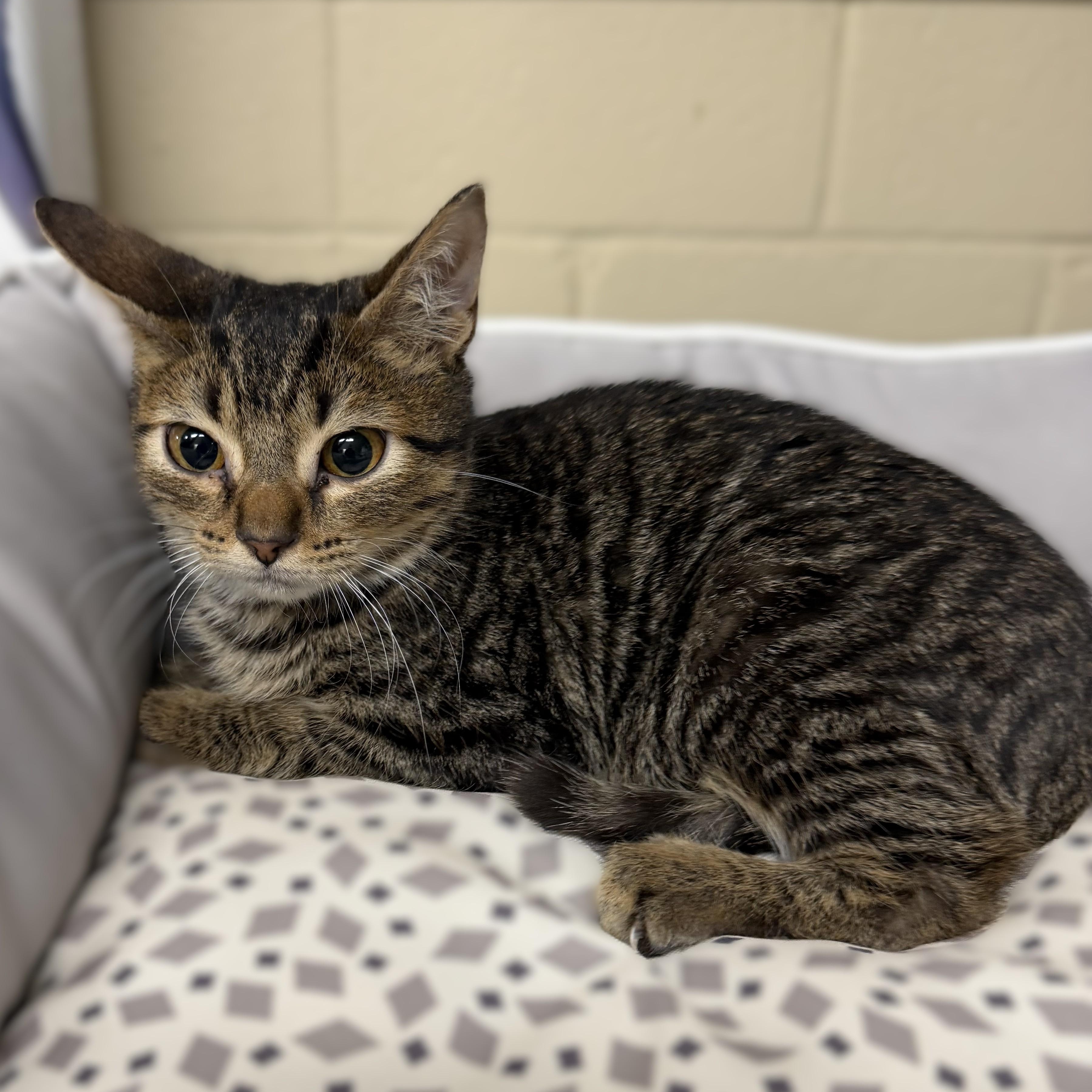 Enlarge Fred and Velma -- VISIT AT VETERINARY MEDICAL CENTER, a Adoptable Domestic Short Hair in Alpharetta, GA image 2/3