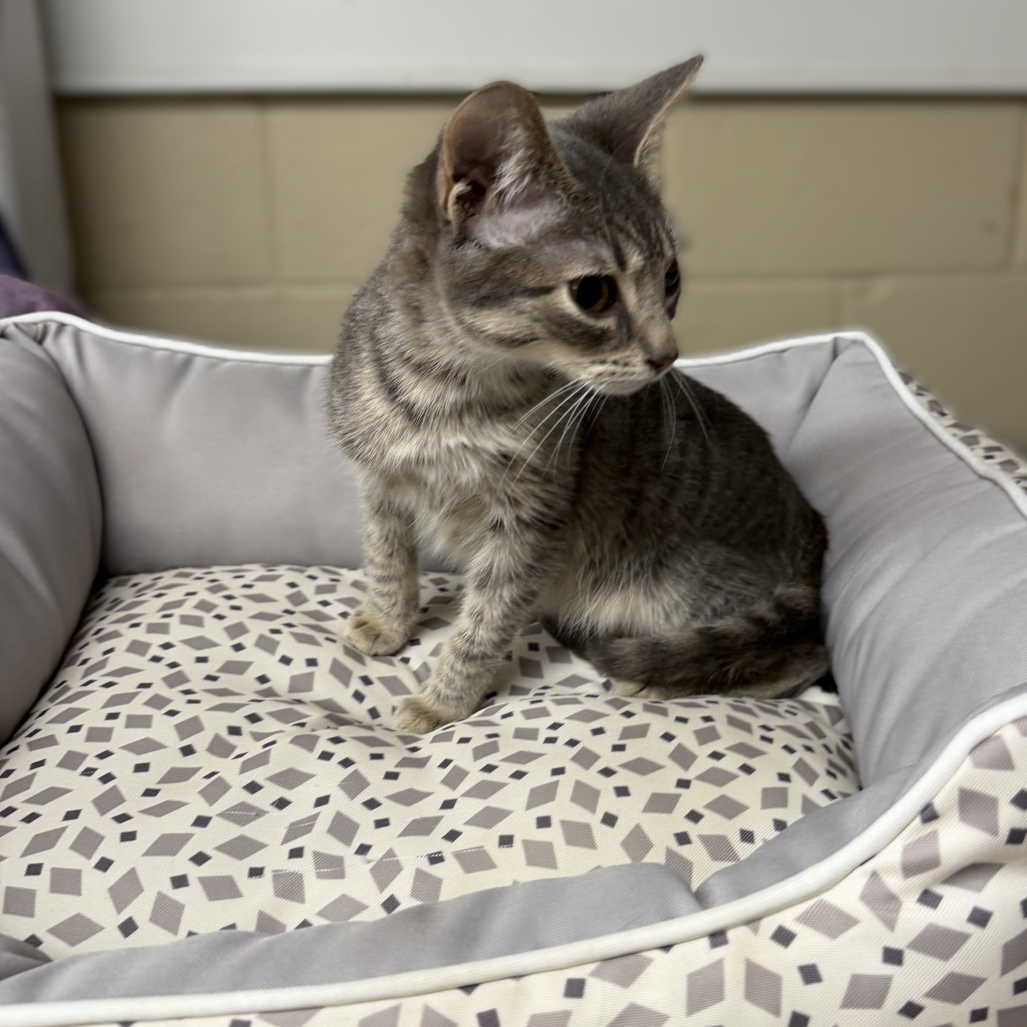 Enlarge Fred and Velma -- VISIT AT VETERINARY MEDICAL CENTER, a Adoptable Domestic Short Hair in Alpharetta, GA image 1/3