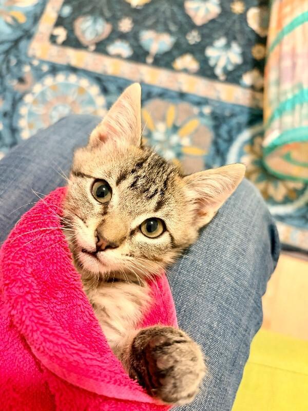 Victor, a Adoptable Domestic Short Hair in Fort Collins, CO image 2/5