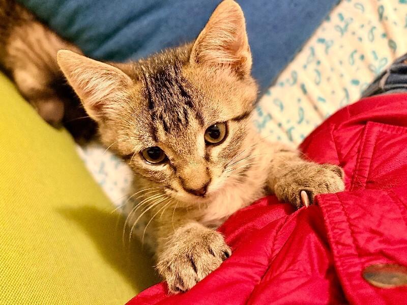 Victor, a Adoptable Domestic Short Hair in Fort Collins, CO image 3/5