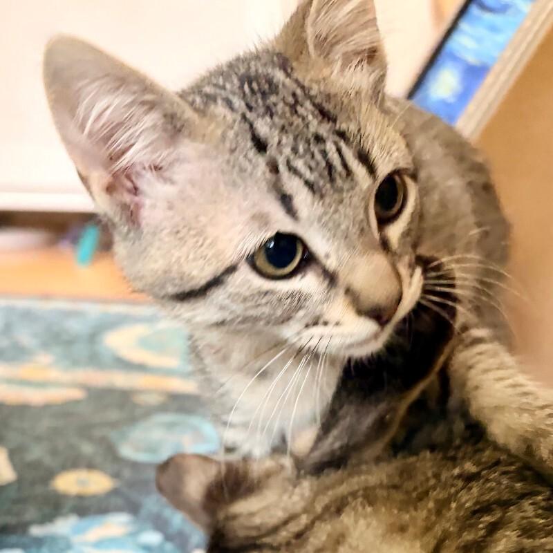 Victor, a Adoptable Domestic Short Hair in Fort Collins, CO image 4/5