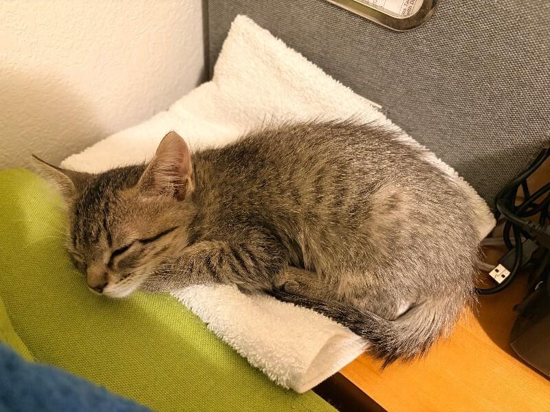 Victor, a Adoptable Domestic Short Hair in Fort Collins, CO image 5/5