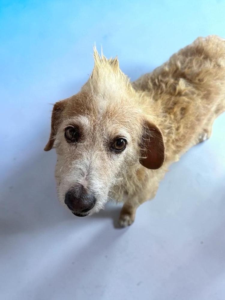Enlarge Cachetona, a Adoptable mixed breed in San Diego, CA image 1/6